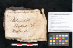 Foto (Objekt + Etikett) von Calamites suckowi Brongniart (NHMW-GEO-2024-0188-11256)